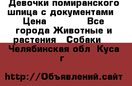 Девочки помиранского шпица с документами › Цена ­ 23 000 - Все города Животные и растения » Собаки   . Челябинская обл.,Куса г.